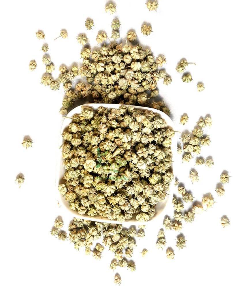     			MYGODGIFT Chota Gokhru OKHRU SMALL, GOKHARU CHOTA, TRIBULUS TERRESTRIS 200 gm