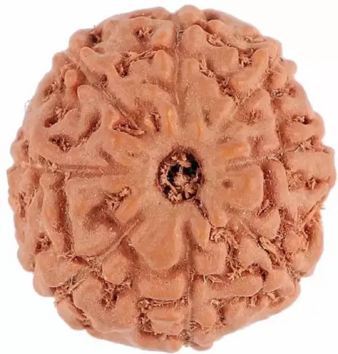     			NIVARAN - 8 Mukhi Bead ( Pack of 1 )