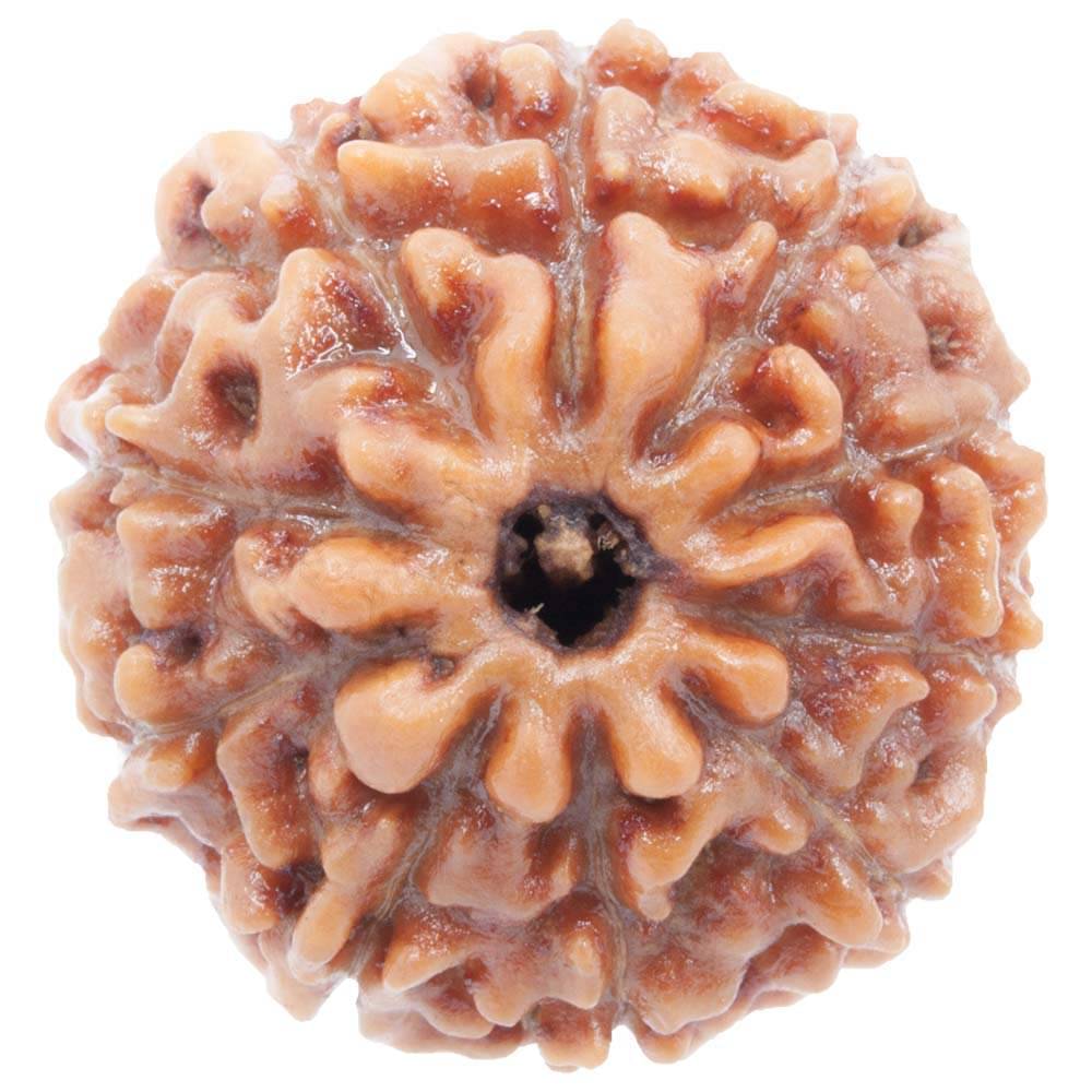     			NIVARAN - 10 Mukhi Bead ( Pack of 1 )