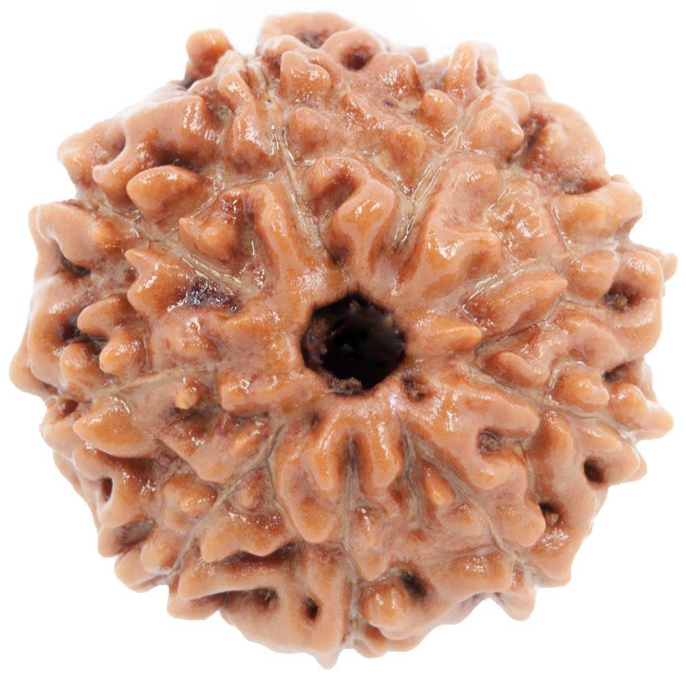     			NIVARAN - 9 Mukhi Bead ( Pack of 1 )