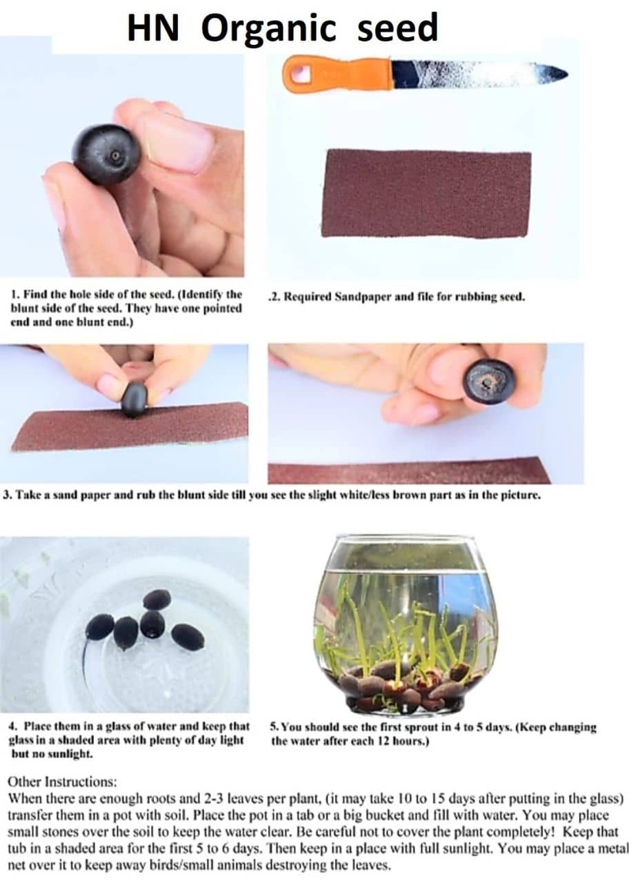 Mini Water Lily Lotus Flower Seeds (Red and Black)- Pack of 10