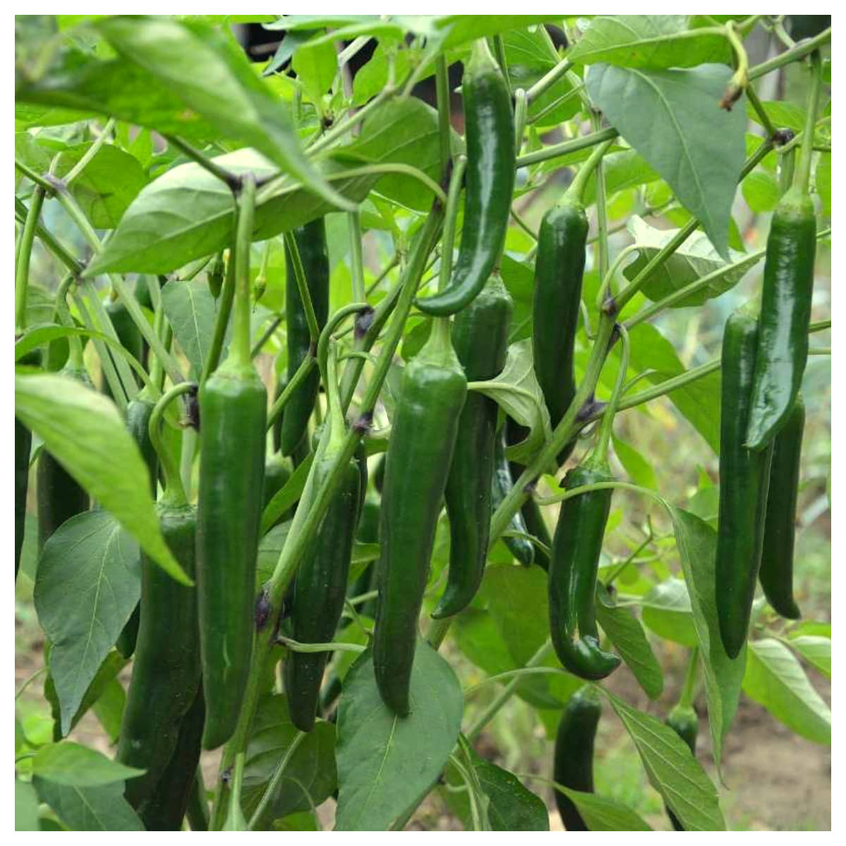 homeagro - Chilli Vegetable ( 50 Seeds )