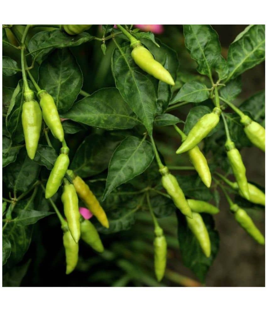 homeagro - Chilli Vegetable ( 50 Seeds )