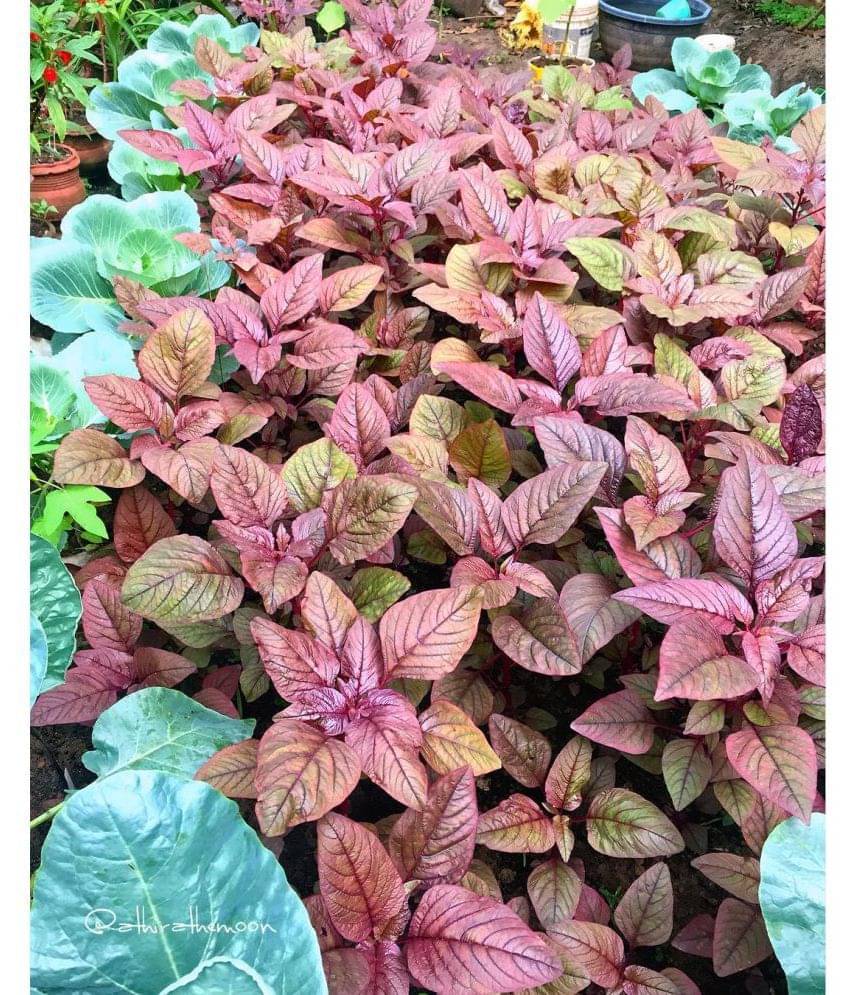     			Vrisa Green - Amaranth Vegetable 2 Varieties ( 100 Seeds )
