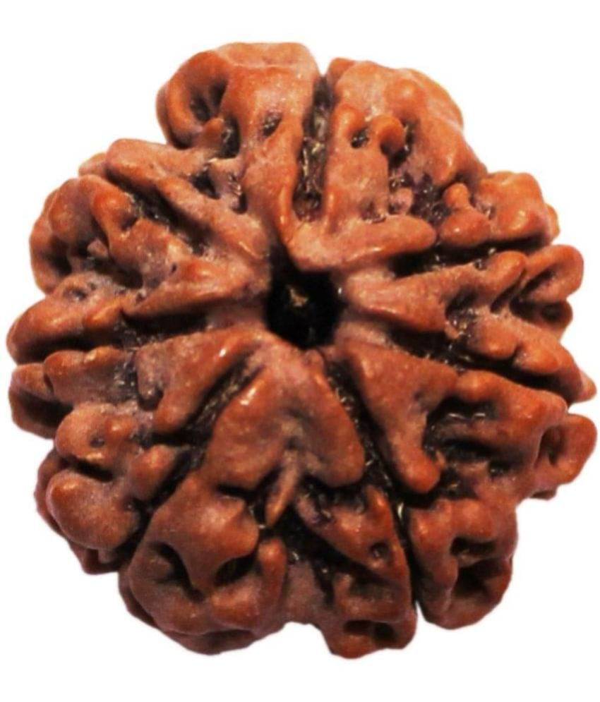     			NIVARAN - 7 Mukhi Rudraksha Bead ( Pack of 1 )