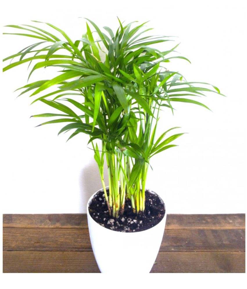     			CLASSIC GREEN EARTH - Areca palm Grass ( 20 Seeds )