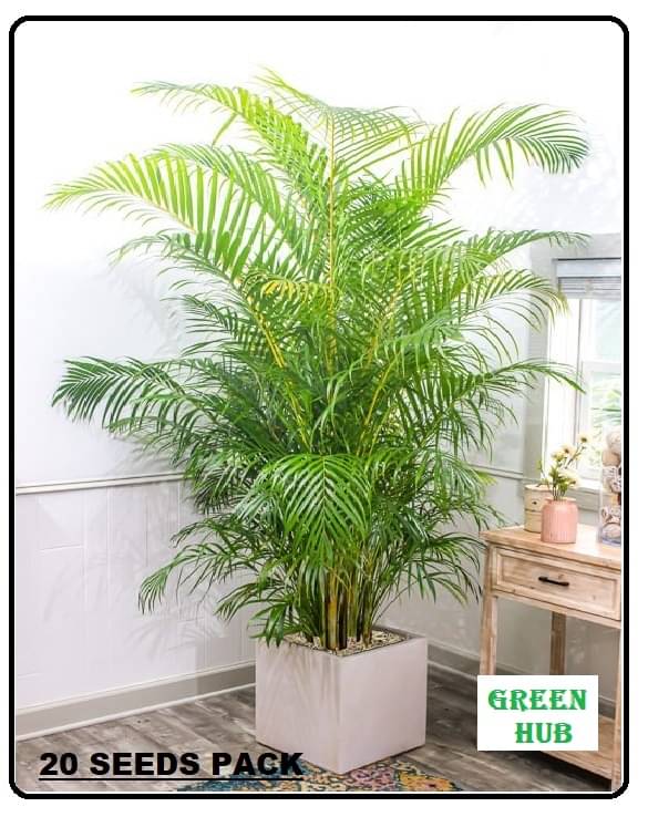 ARECA PALM ORNAMENTAL AIR PURIFYING INDOOR OUTDOOR TREE 30 SEEDS PACK WITH FREE COCOPEAT POTTING SOIL AND USER MANUAL FOR TERRACE AND HOME GARDENING CHEAP RATE ON SNAPDEAL ARECA PALM ORNAMENTAL AIR PURIFYING INDOOR OUTDOOR TREE 30 SEEDS PACK WITH FREE COCOPEAT POTTING SOIL AND USER MANUAL FOR TERRACE AND HOME GARDENING CHEAP RATE ON SNAPDEAL