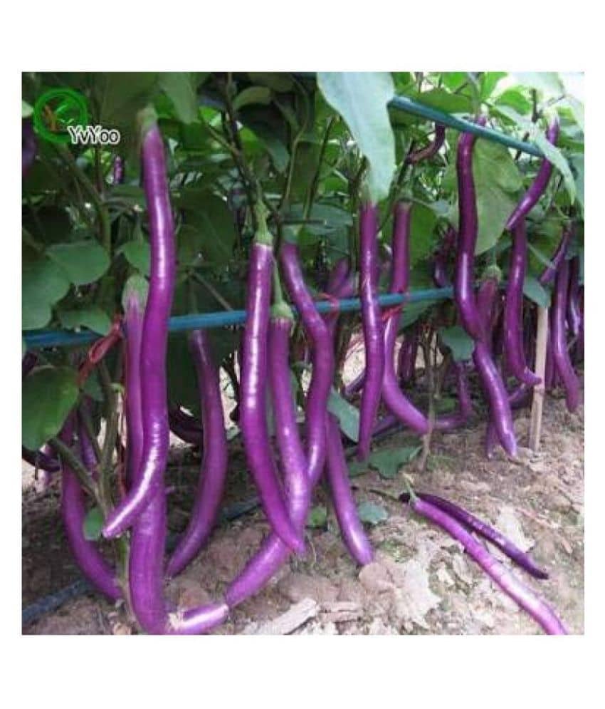 African Hybrid Brinjal Eggplant | Pack of 50 seeds 100 gm cocopeat