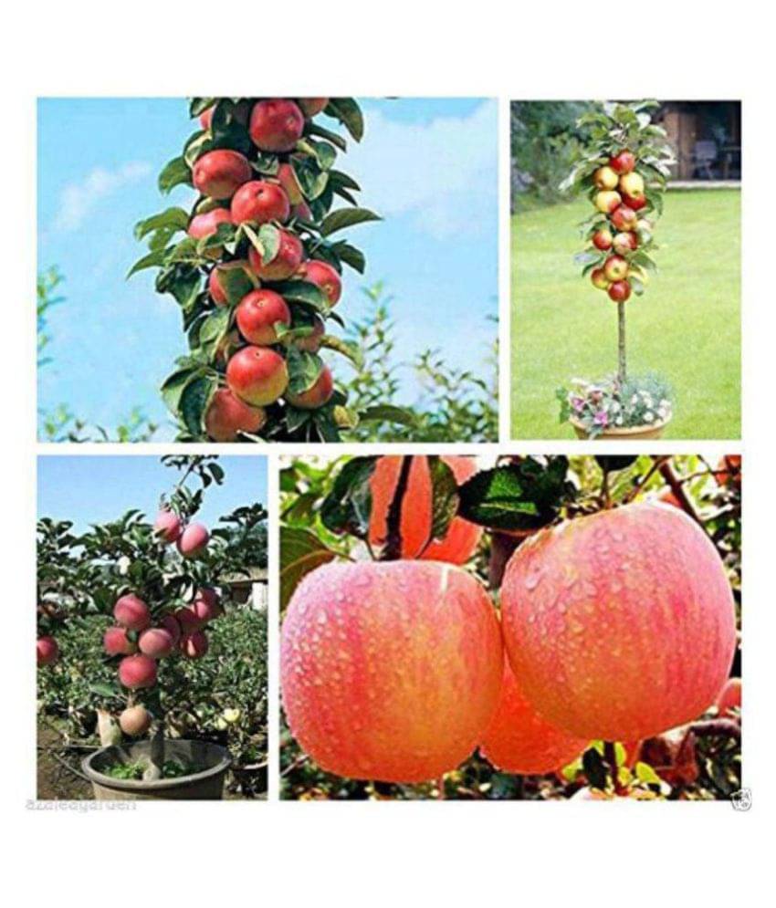 Apple Tree Seeds Home Yard Outdoor Living Fruit 10 seeds Apple Tree Seeds Home Yard Outdoor Living Fruit 10 seeds
