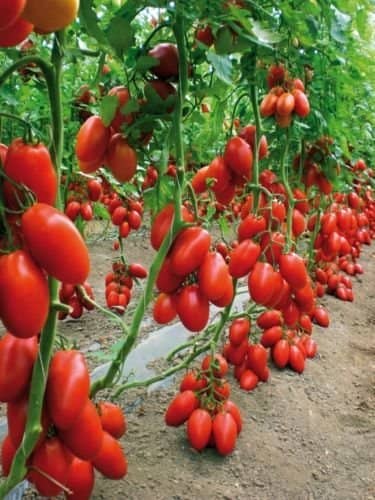 Cheery climbing tomato seeds