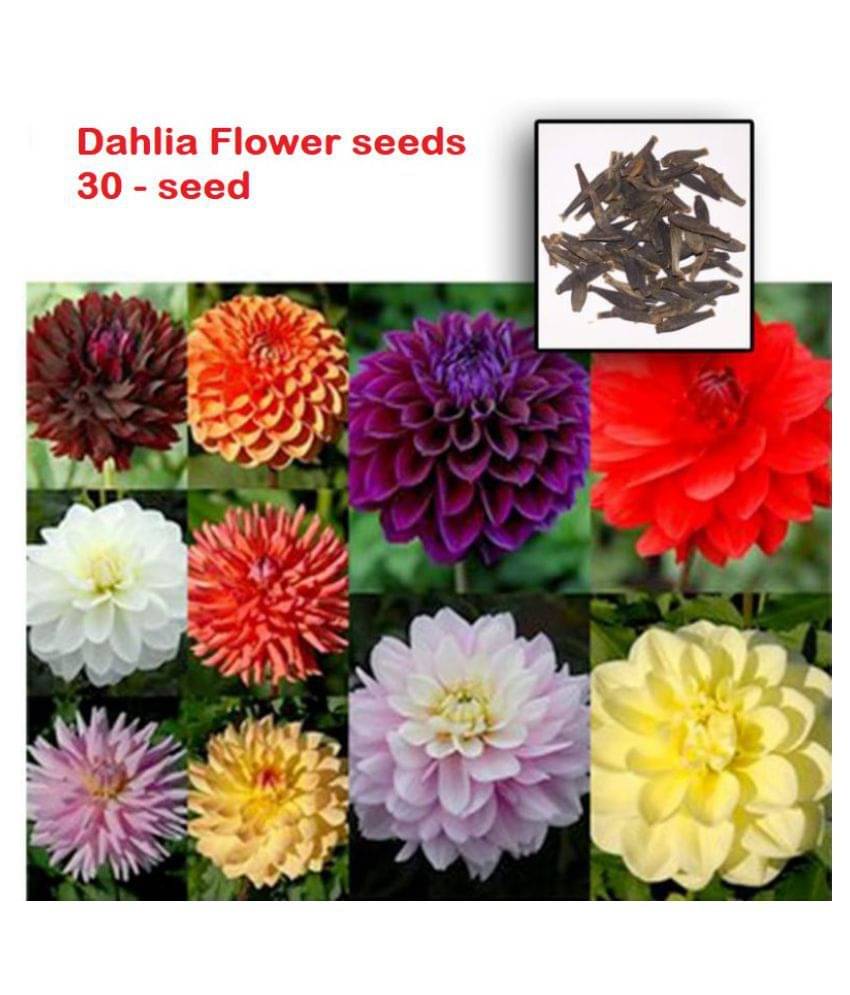     			Dalhia Seed / Dahlia Hybrids Mixed Color - Dahlia Flower - 20 Seeds + cocopeat soil free