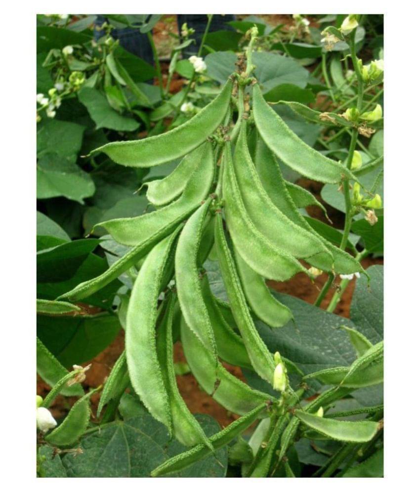 Dolichos Bean Lablab Seeds F1 Hybrid Creeper Vegetables Pack Seeds | Pack of 30 Seeds     			Dolichos Bean Lablab Seeds F1 Hybrid Creeper Vegetables Pack Seeds | Pack of 30 Seeds