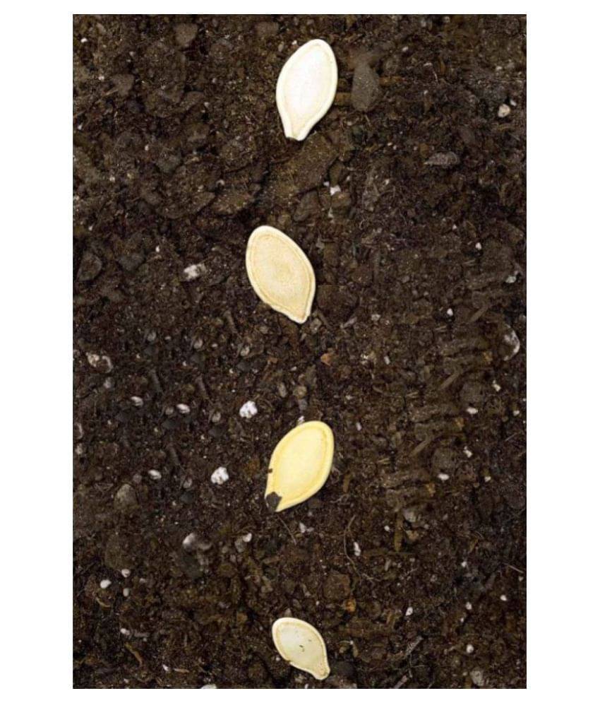     			F1 High Yielding Hybrid Green Long Squash ZUCCHINI - 10 Seeds