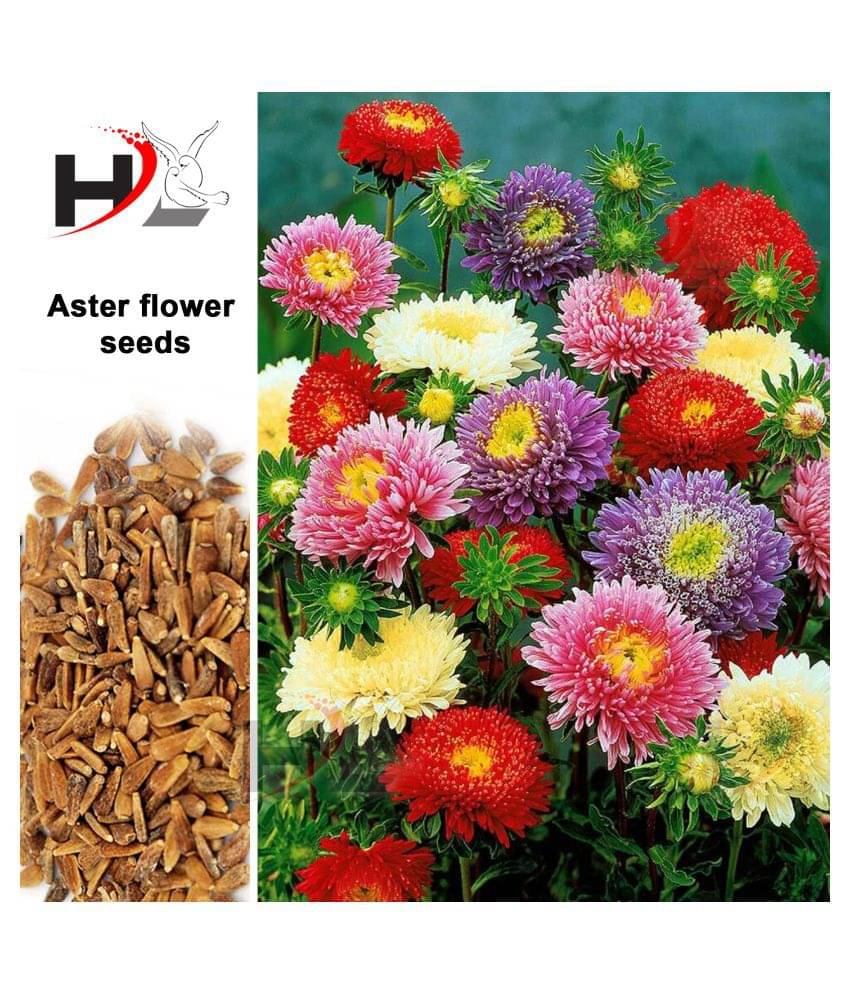 HL. Aster Double mix color Seed / Like Dahlia Seeds HL. Aster Double mix color Seed / Like Dahlia Seeds