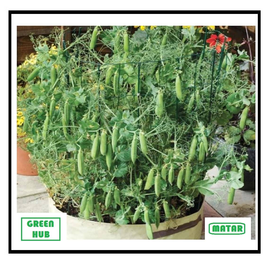     			HYBRID GREEN PEA HARI MATAR VEGETABLE PLANT 10 GRAM SEEDS PACK WITH USER MANUAL FOR HOME AND KITCHEN GARDENING