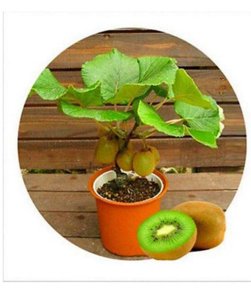     			Kiwi Fruit Seeds Mini Kiwi Fruit Seed Flower Dwarf Plants For Home Garden 20 seeds