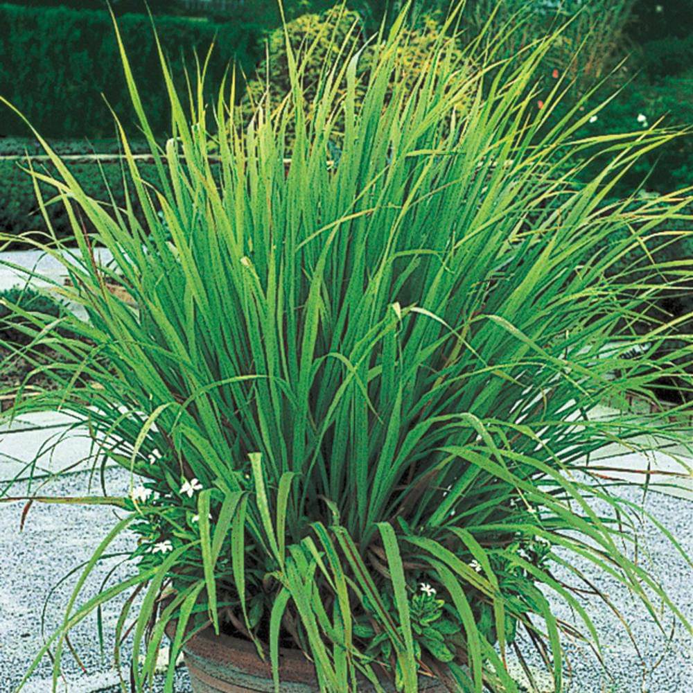 LEMON GRASS HERB PLANT 50 SEEDS PACK WITH USER MANUAL FOR INDOOR OUTDOOR HOME KITCHEN GARDENING USE LOW PRICE ONLINE ON SNAPDEAL     			LEMON GRASS HERB PLANT 50 SEEDS PACK WITH USER MANUAL FOR INDOOR OUTDOOR HOME KITCHEN GARDENING USE LOW PRICE ONLINE ON SNAPDEAL
