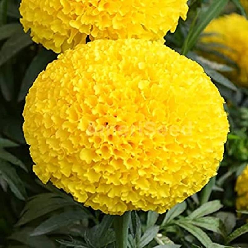 MARIGOLD AFRICAN HY YELLOW FLOWER SEEDS (30SEEDS)
