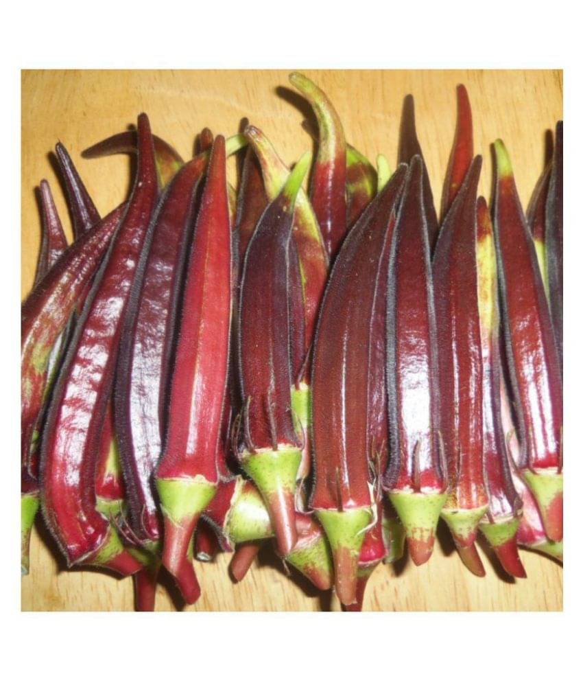     			Okra/Bhindi/Lady Finger Vegetable Hybrid Seeds | Pack of 50 seeds