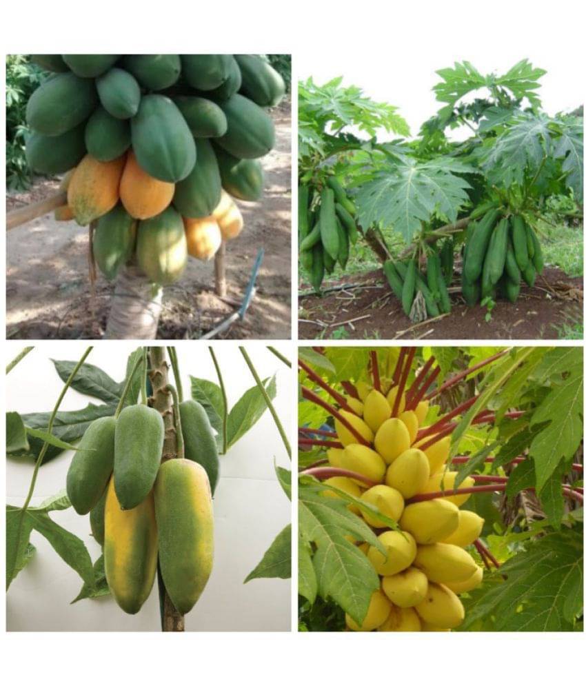 PAPAYA DWARF FRUIT SEEDS 4 VARIETIES COMBO MIX PACK - 50 SEED PAPAYA DWARF FRUIT SEEDS 4 VARIETIES COMBO MIX PACK - 50 SEED