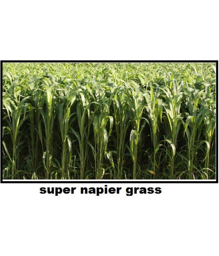 STOREFLIX SUPER NAPIER GRASS Seed (APPROX 3000 SEEDS per packet) STOREFLIX SUPER NAPIER GRASS Seed (APPROX 3000 SEEDS per packet)