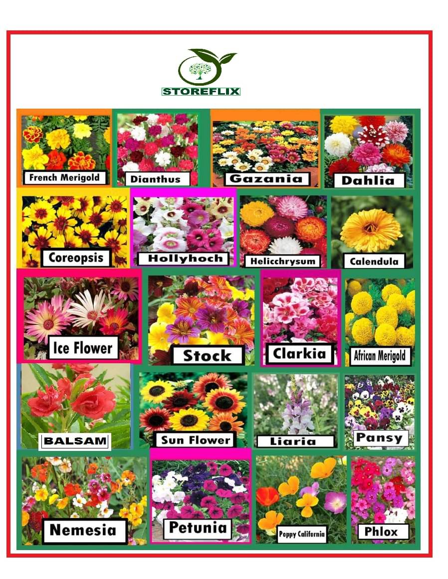     			STOREFLIX SUPER SAVIOR 20 DIFFERENT TYPE FLOWER PLANT SEEDS COMBO PACK MORE THAN 500 SEEDS WITH FREE COCOPEAT AND USER MANUAL Seed (500 per packet)
