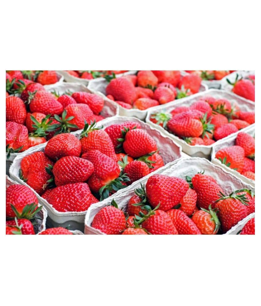 Strawberry Alpine Fragaria 20 Seeds Pack