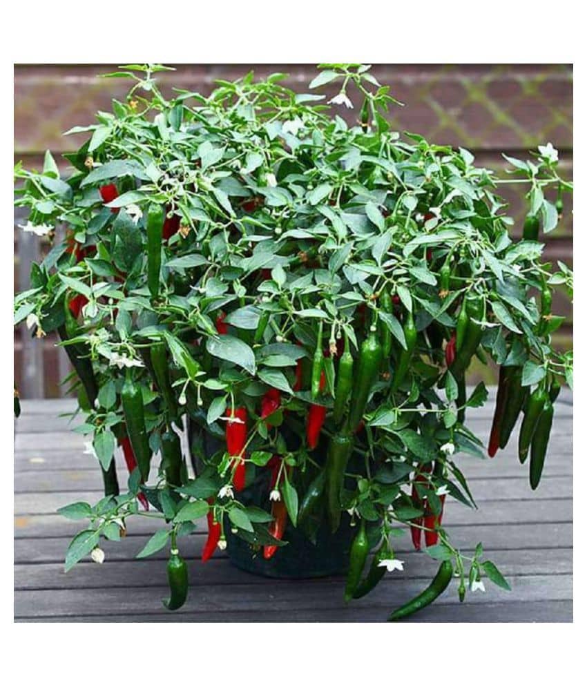 Thai Hot Pepper Seeds 50 Seeds Heirloom Chili Vegetable