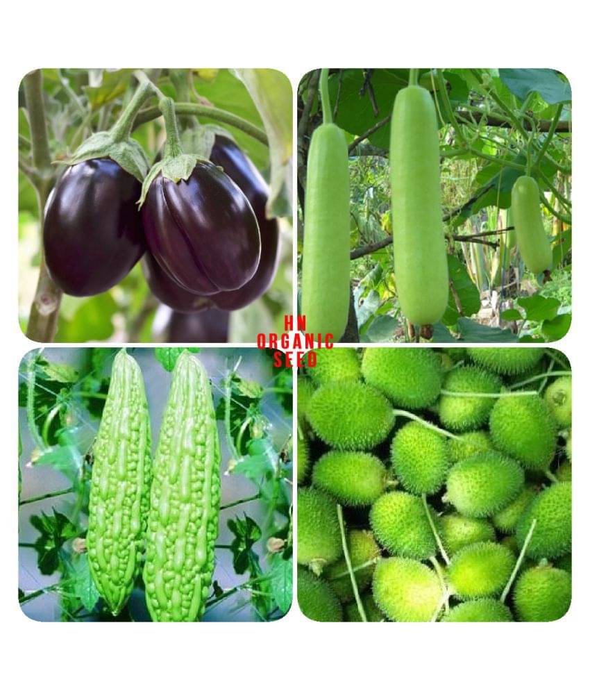 Vegetable Seeds combo for Kitchen Garden - 25+ Seeds | Easy to Grow with Instruction Manual Vegetable Seeds combo for Kitchen Garden - 25+ Seeds | Easy to Grow with Instruction Manual