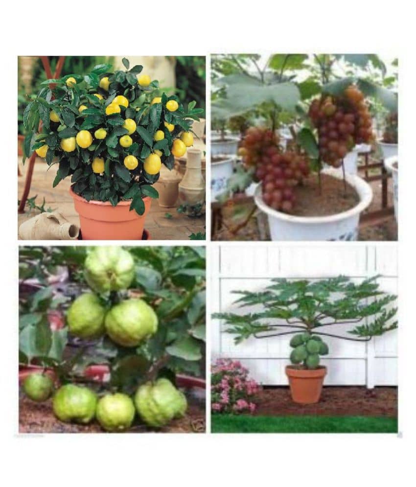 pack of 4 fruit seeds (GUAVA GRAPES PAPAYA LEMON) 10-10 SEEDS OF EACH ONE FRUIT WITH MANUAL