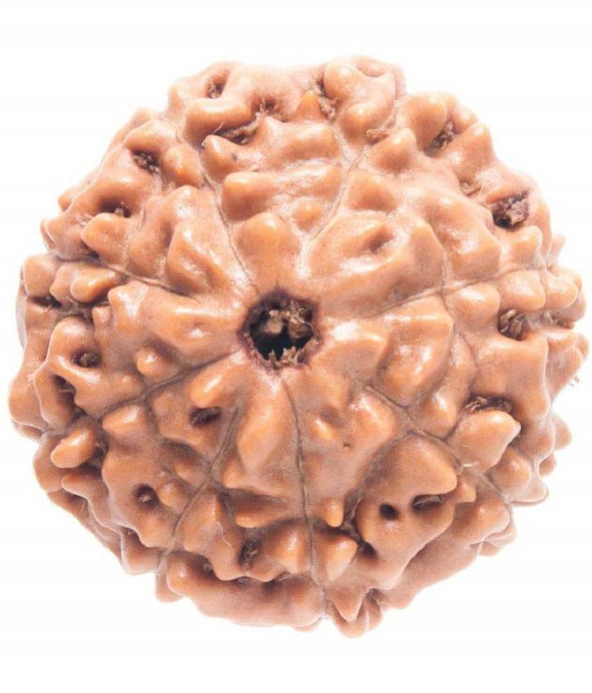     			NIVARAN - 8 Mukhi Rudraksha Bead ( Pack of 1 )