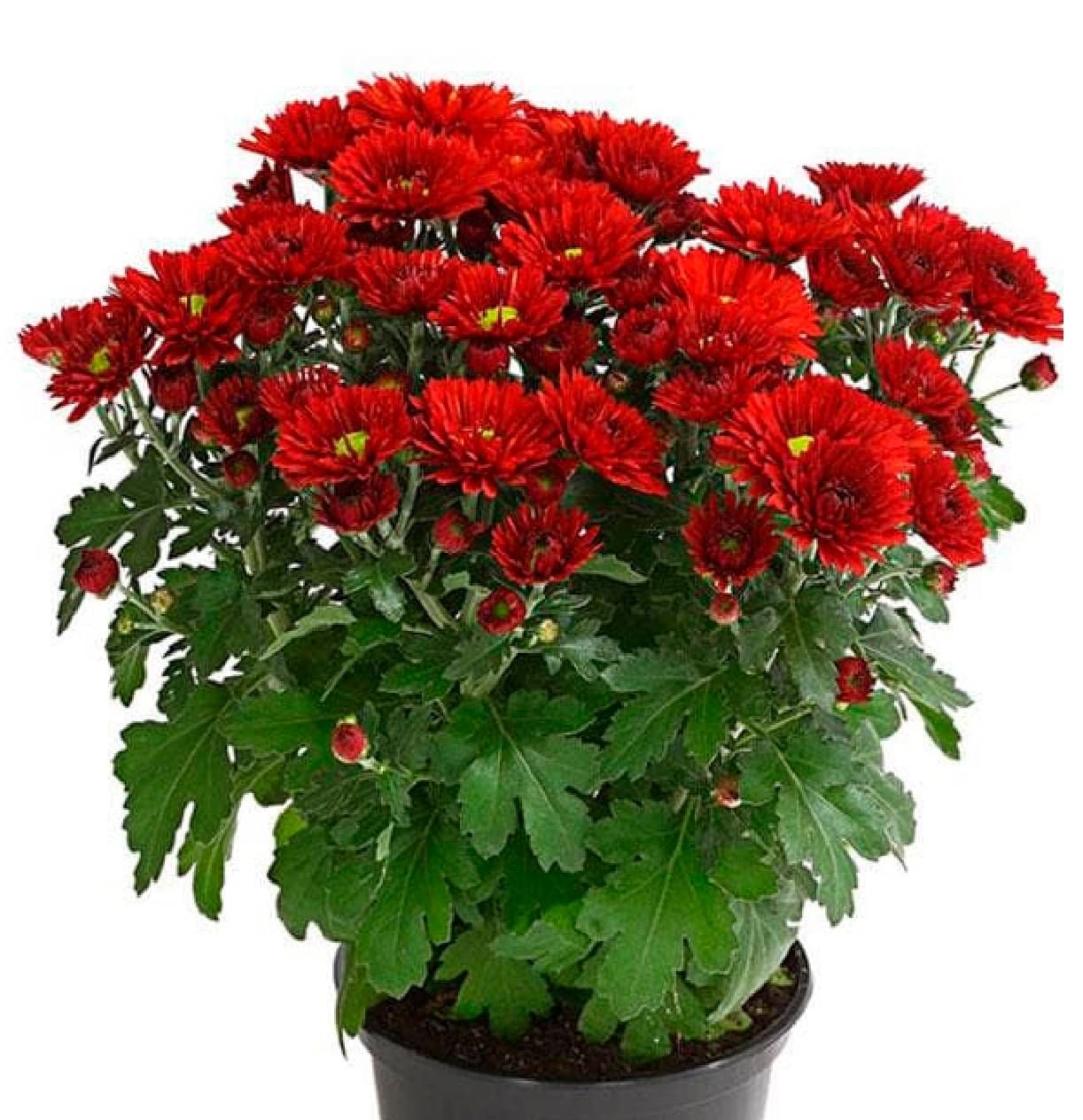     			STOREFLIX - Chrysanthemum Flower ( 20 Seeds )