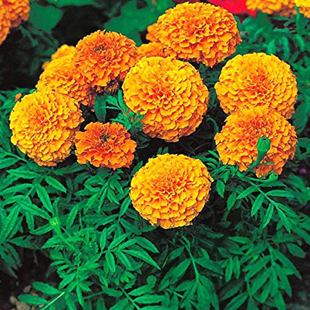 Beautiful Combo pack 4 Types Marigold Flower seed