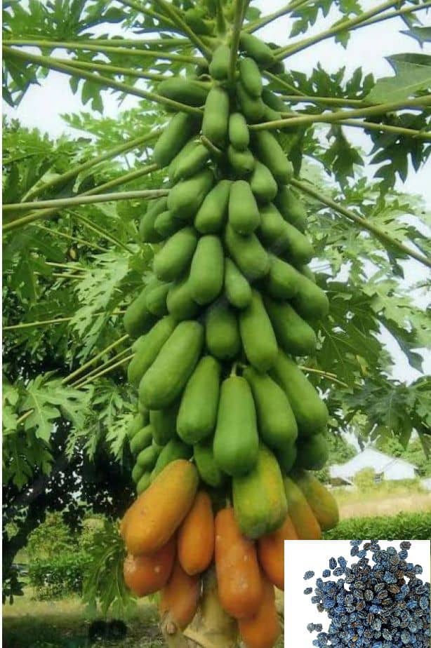 Papaya, Papita Dwarf Fruit 100 Seeds