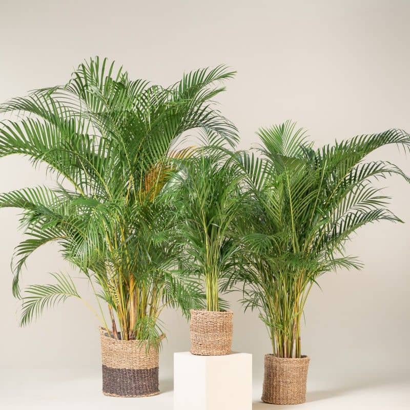 homeagro - Areca palm Plant ( 5 Seeds )