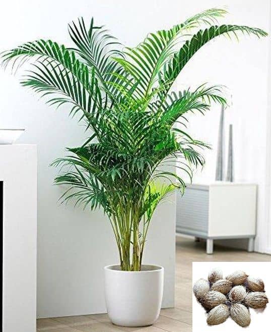 homeagro - Areca palm Plant ( 5 Seeds )