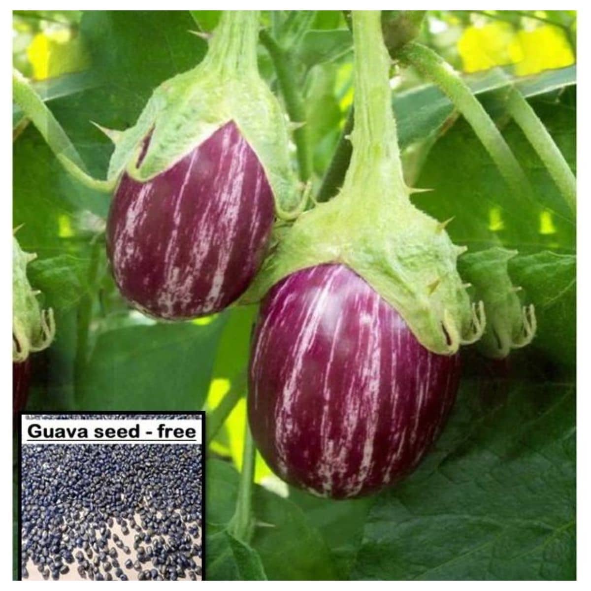homeagro BRINJAL SEEDS F1 HYBRID VEGETABLE SEEDS