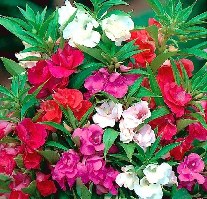     			homeagro - Balsam Mixed Flower ( 25 Seeds )