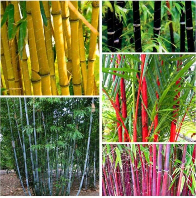 Homeagro Seeds Combo - Bamboo Plant ( 20 Seeds ) and Chrysanthemum mix Flower ( 50 seed )