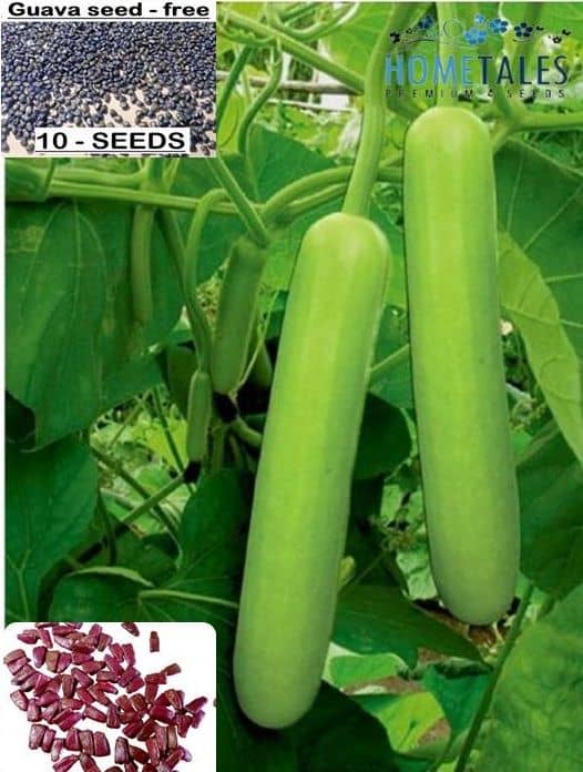 homeagro - Bottle Gourd Vegetable ( 20 Seeds )