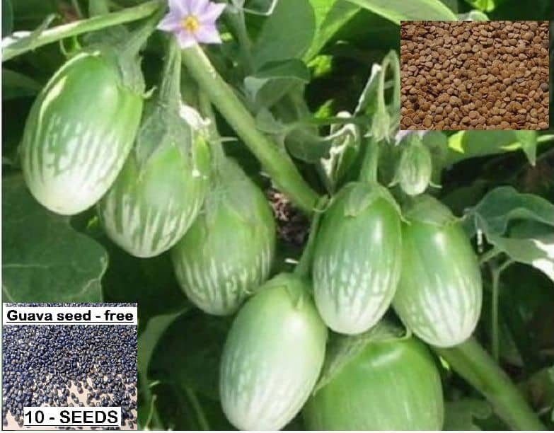 homeagro - Brinjal Vegetable ( 100 Seeds )