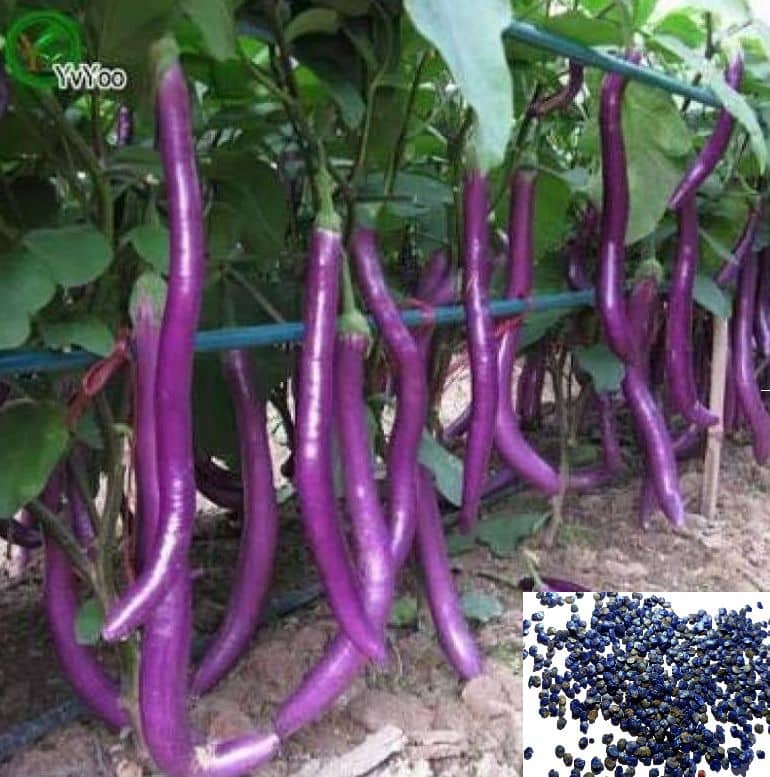 homeagro - Brinjal Vegetable ( 50 Seeds )