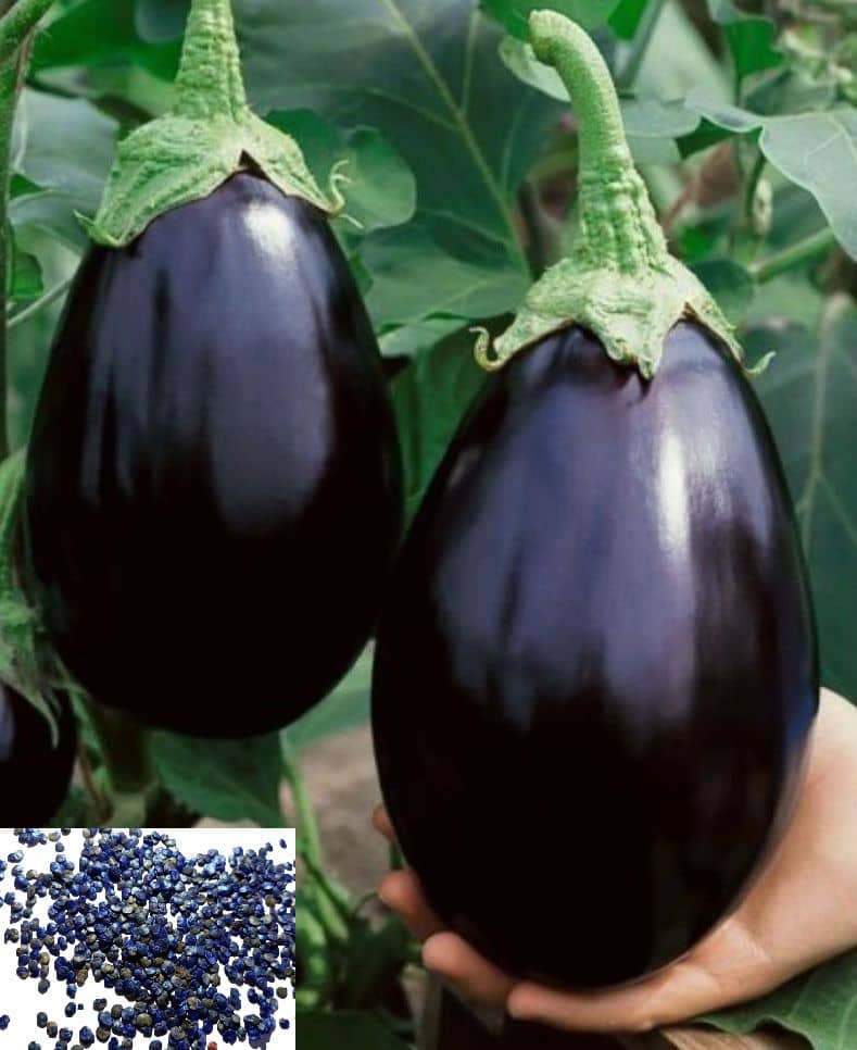 homeagro - Brinjal Vegetable ( 50 Seeds )