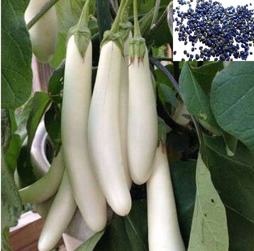 homeagro - Brinjal Vegetable ( 50 Seeds )