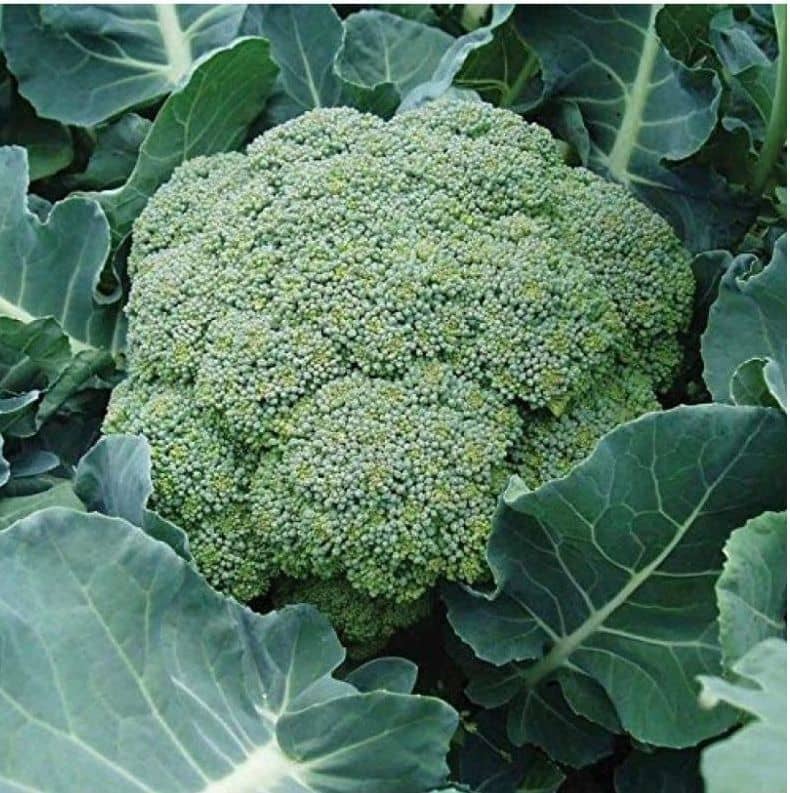 homeagro - Broccoli Vegetable ( 50 Seeds )