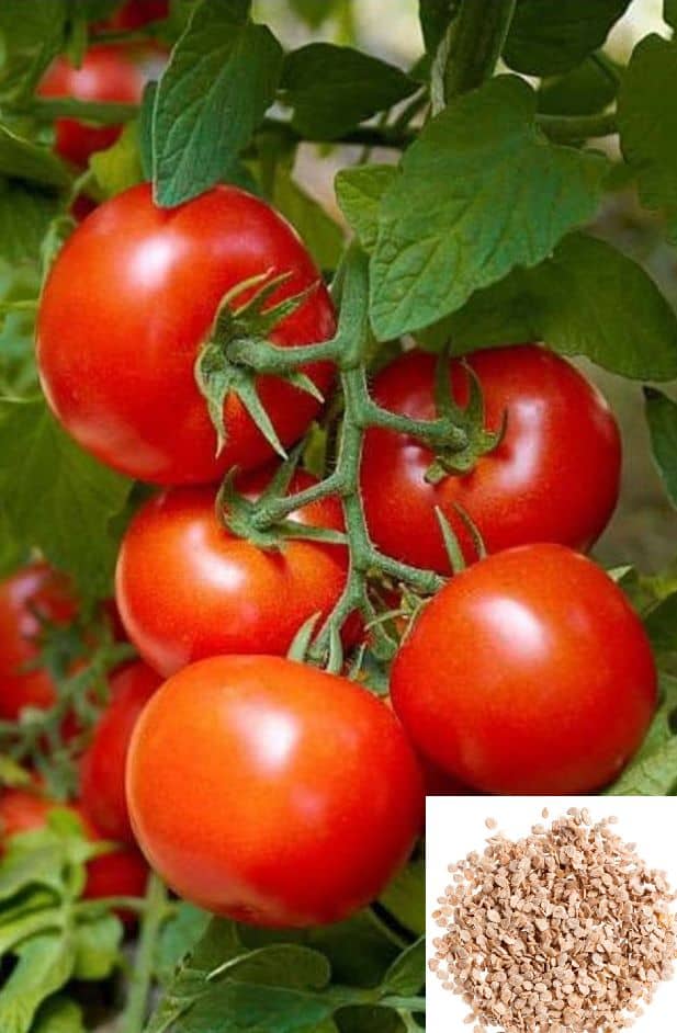 homeagro Cherry Tomato vegetables Seeds ( Pack Of