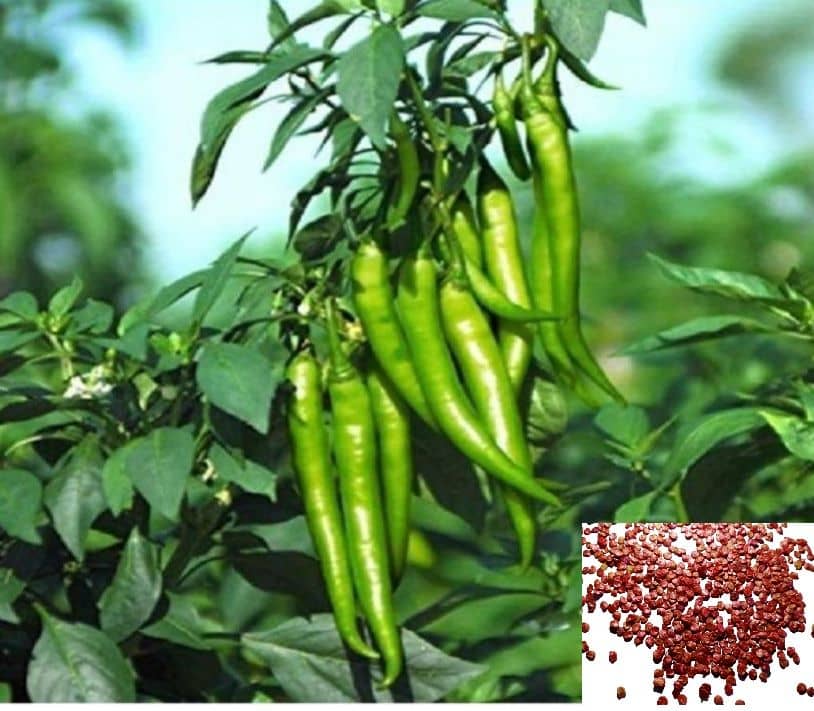 homeagro - Chilli Vegetable ( 50 Seeds )