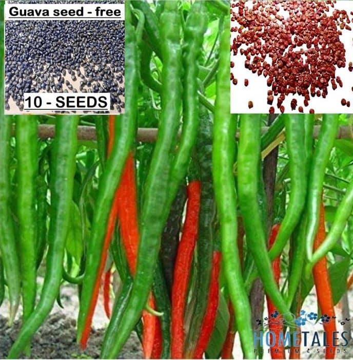 homeagro - Chilli Vegetable ( 50 Seeds )
