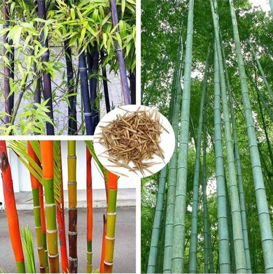 homeagro Colorful Garden mix Bamboo Bonsai Plant