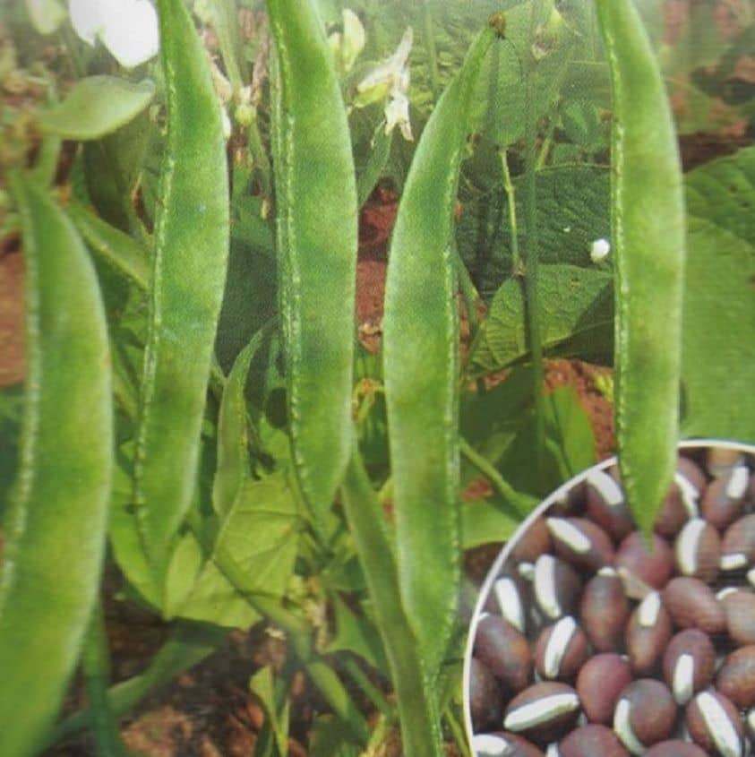 homeagro DOLICHOS DWARF 10 HYBRID VEGETABLE SEEDS